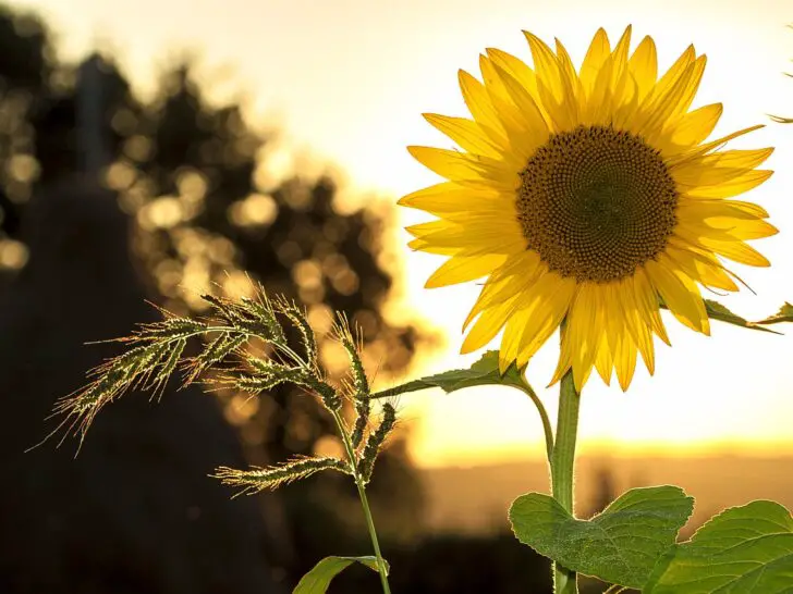 Sunflowers