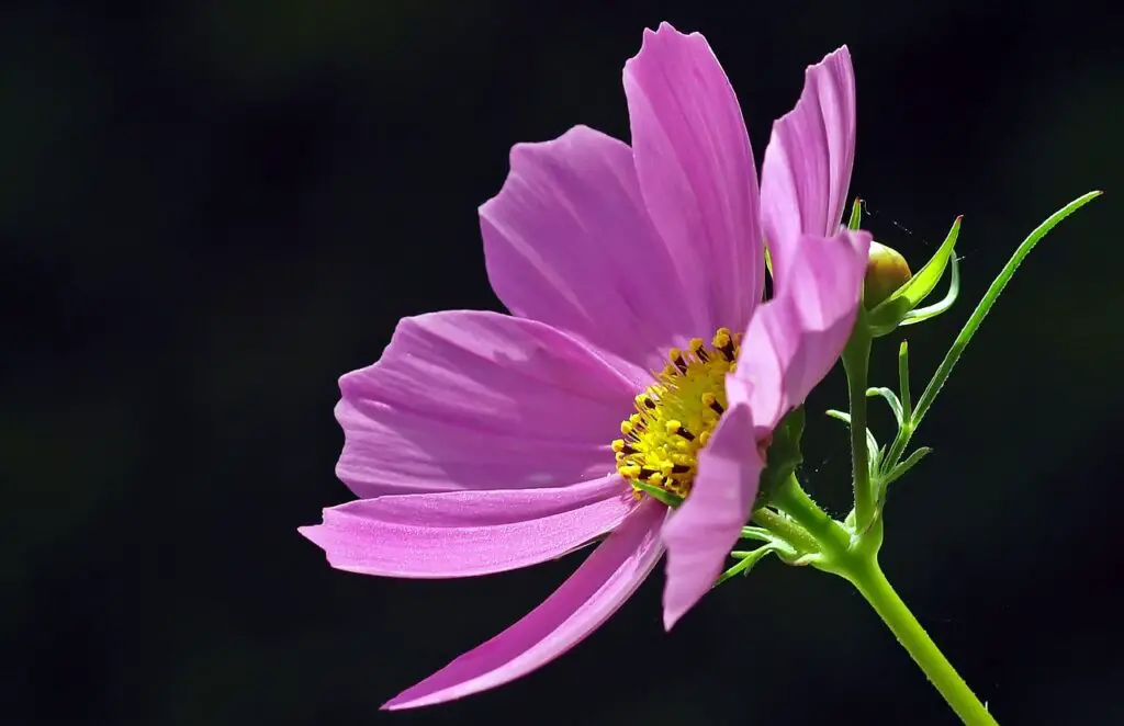 cosmos flower