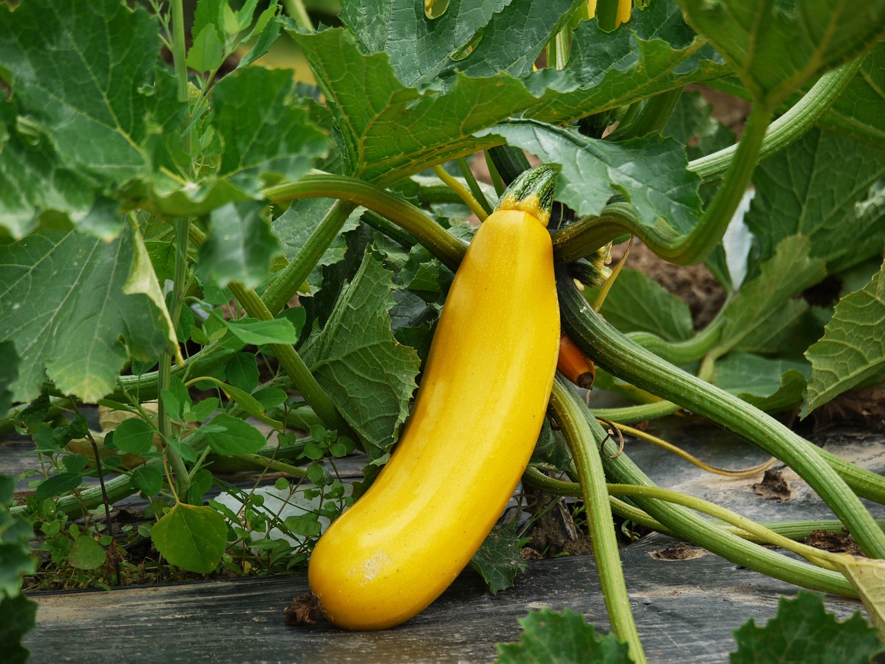 Yellow Squash