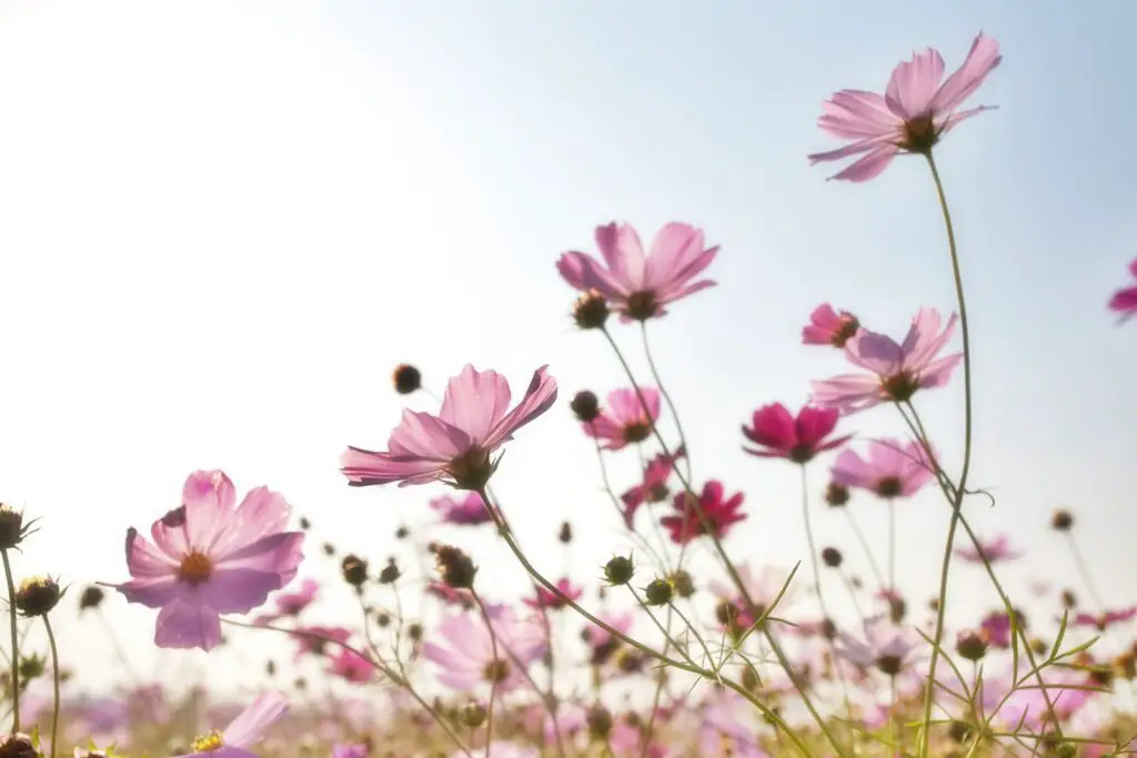 cosmos flower