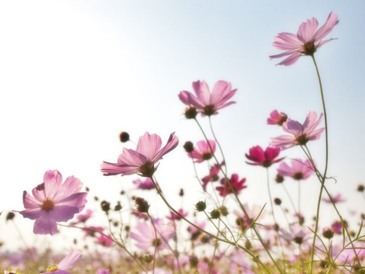 cosmos flower