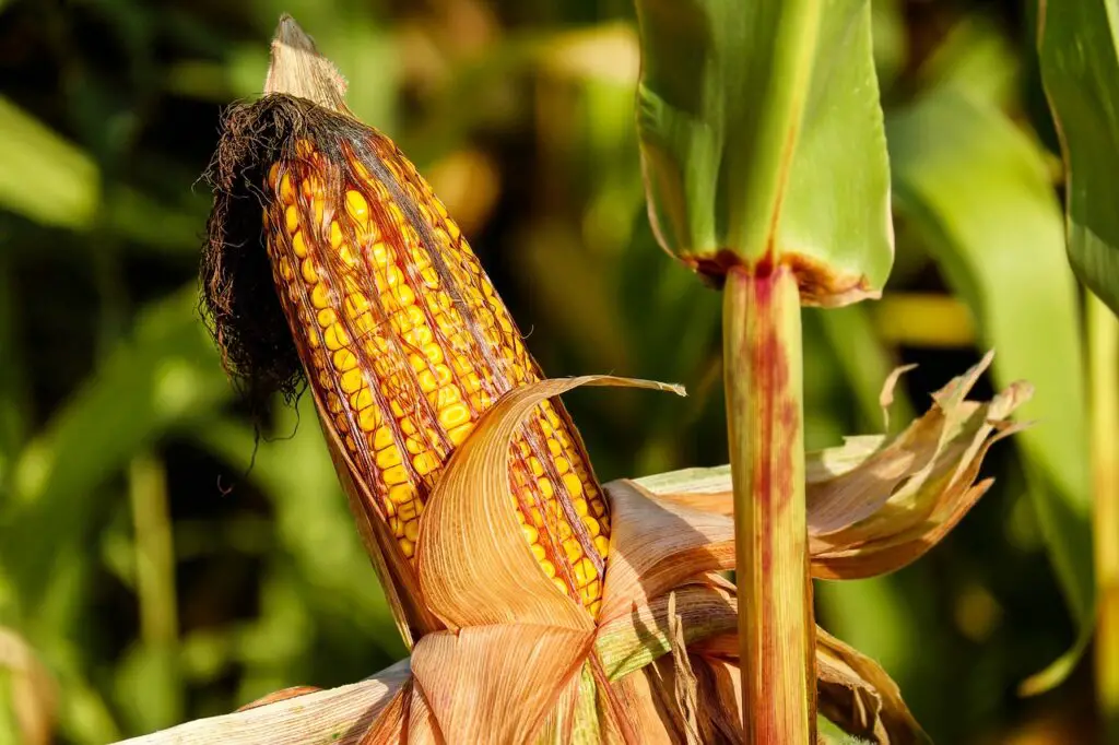 Corn Plant