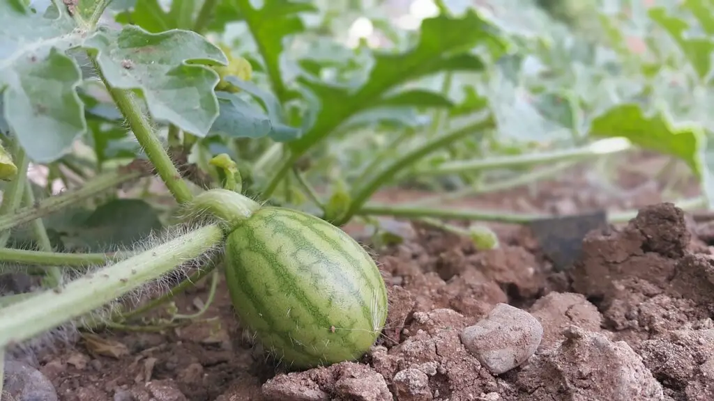 Watermelon Leaves