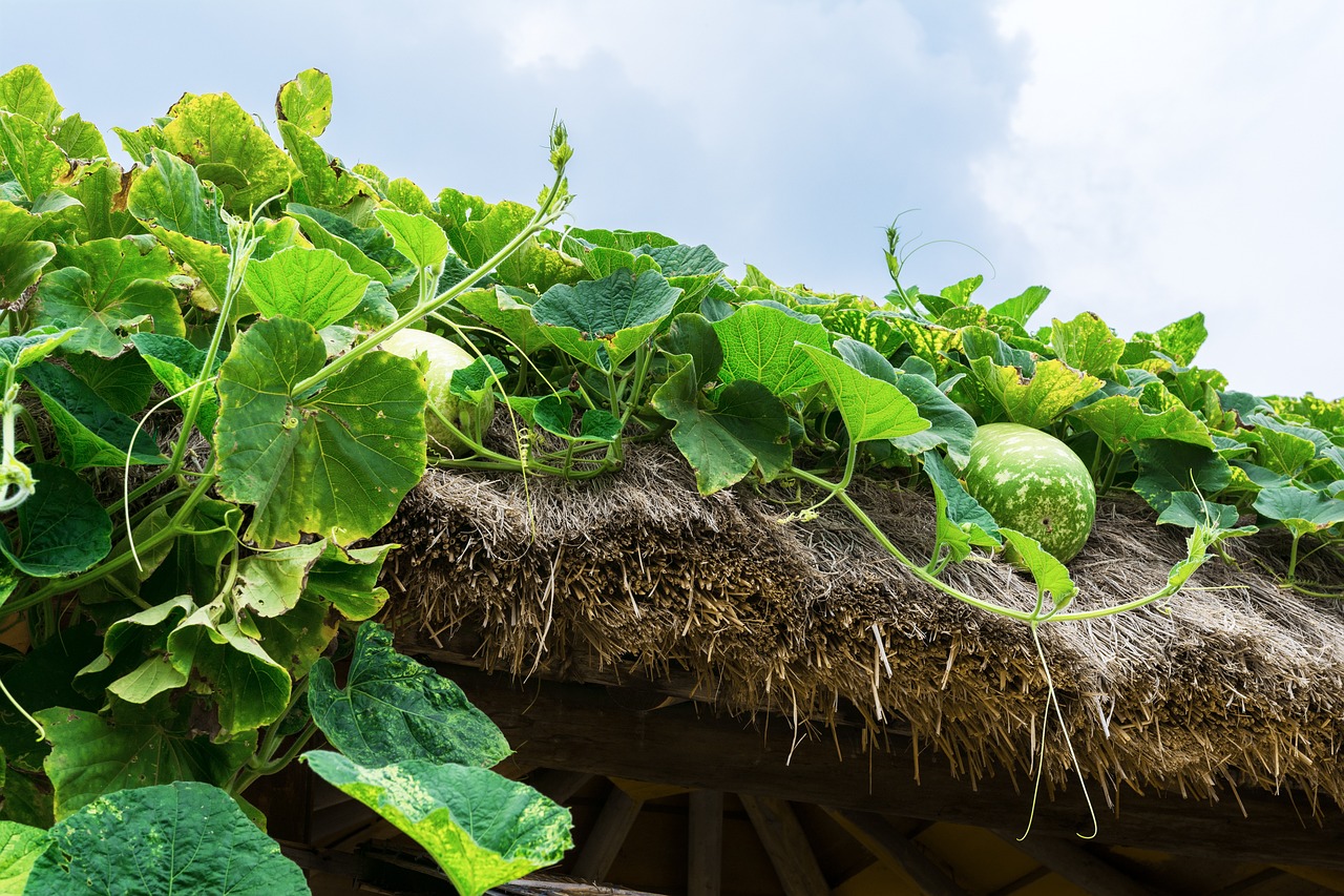 Pumpkin Vines