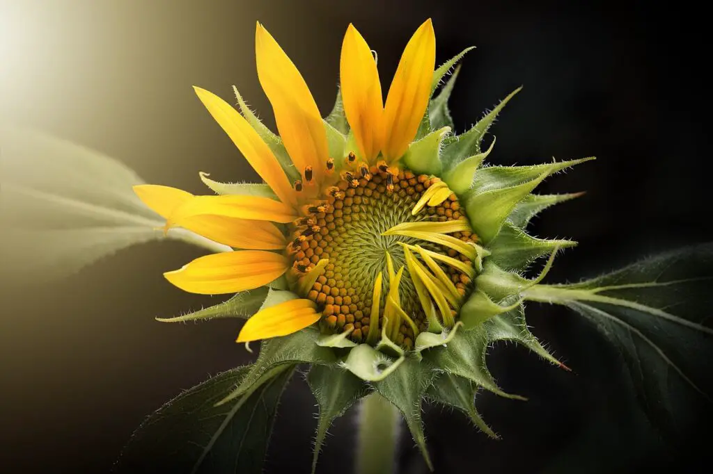 How To Make a Homemade Pollen Press: Step by Step Guide