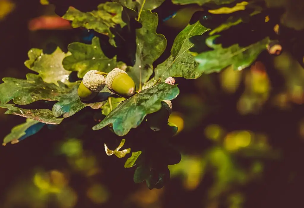 Oak trees