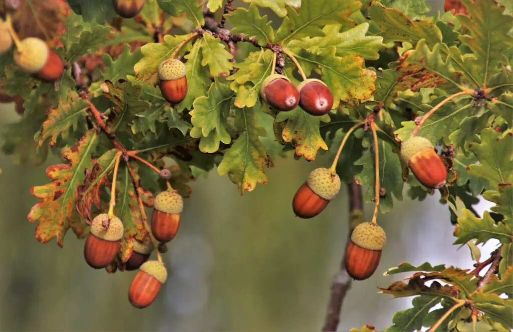 Oak trees