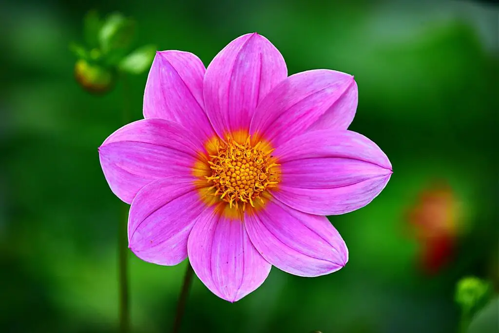 cosmos flower