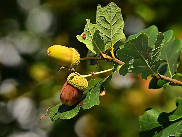 Oak trees