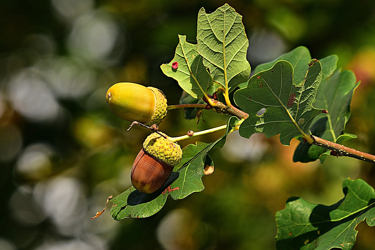 Oak trees