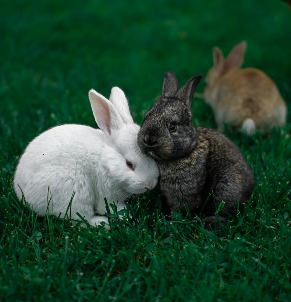 Can Rabbits Eat Sugar Snap Peas