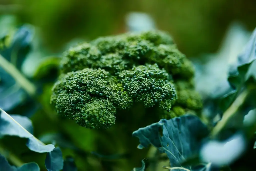 Proper Care and Maintenance of Broccoli Plants