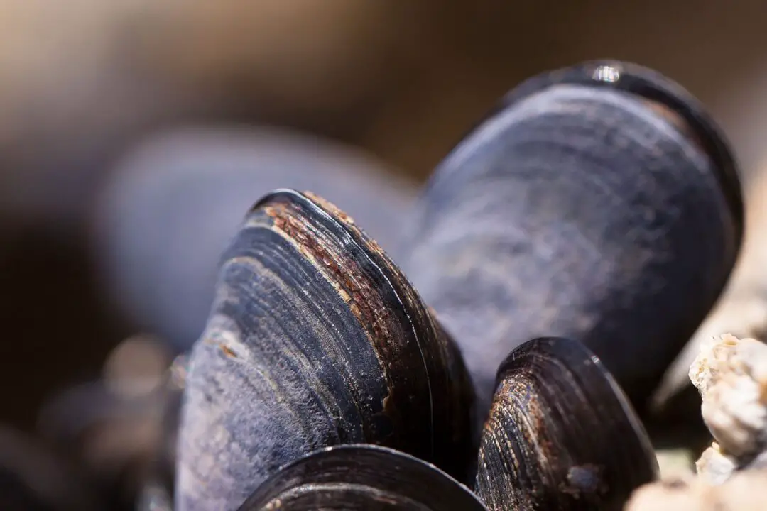 How to Tell if a Mussel is Bad Expert Tips for Spotting Spoiled Seafood
