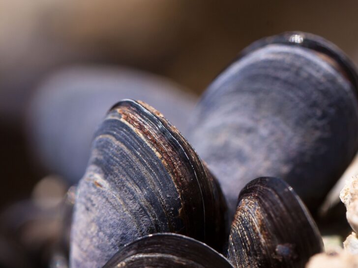 Mussel