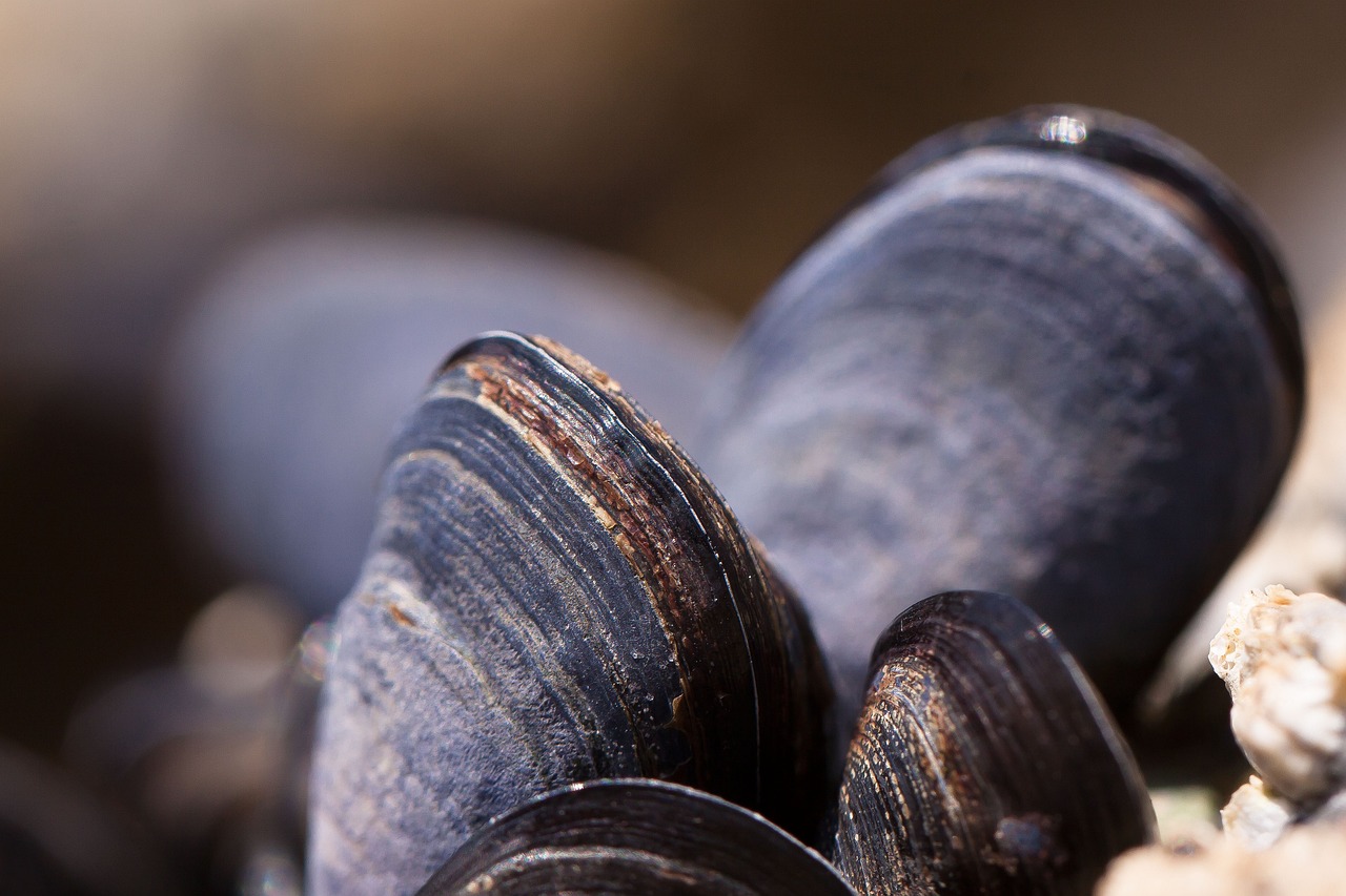 Mussel