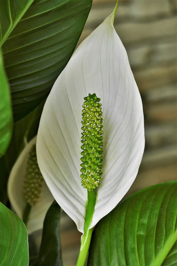 Peace Lilies