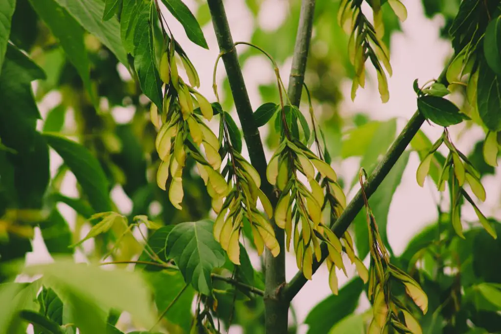 Maple Tree Helicopters