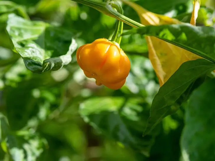 Habanero pepper plant