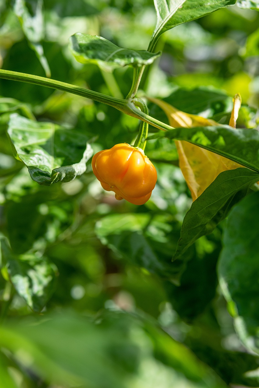 Habanero pepper plant