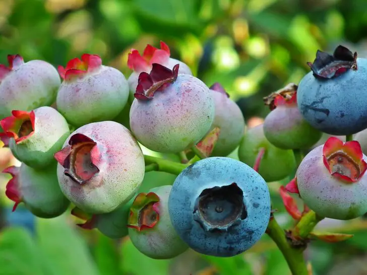 Blueberry Bush