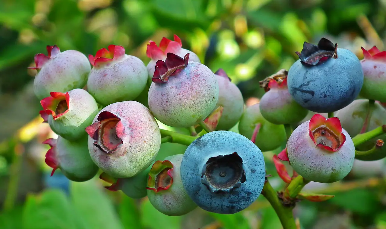 Blueberry Bush