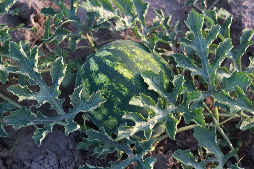 Watermelon Leaves