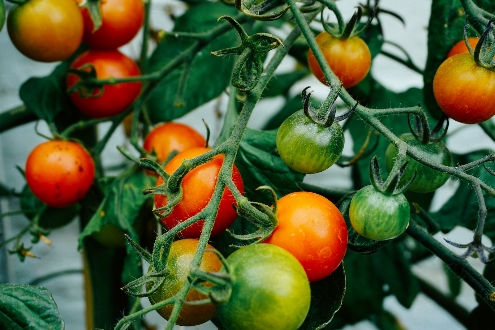 Tomato Plant