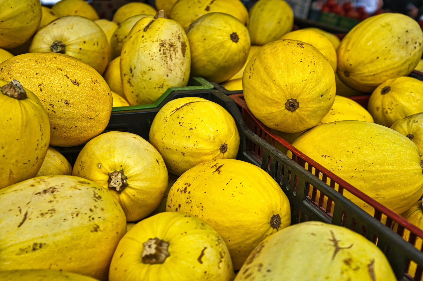 Yellow Squash