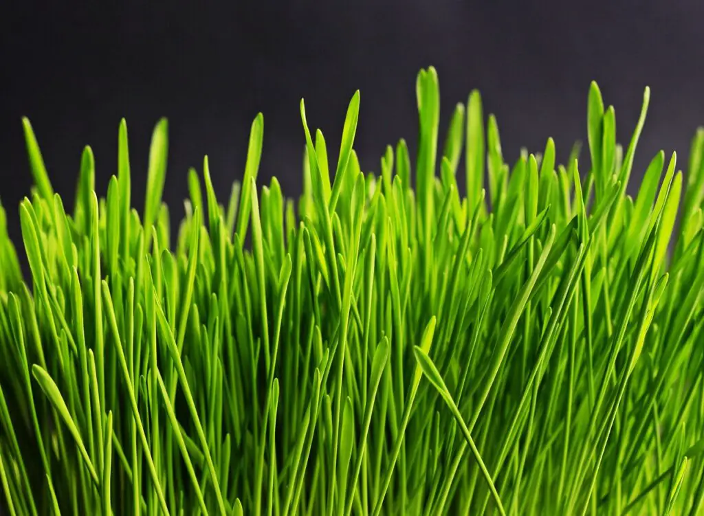 grass plant