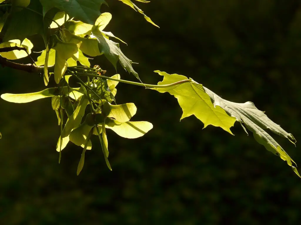 Maple Tree Helicopters