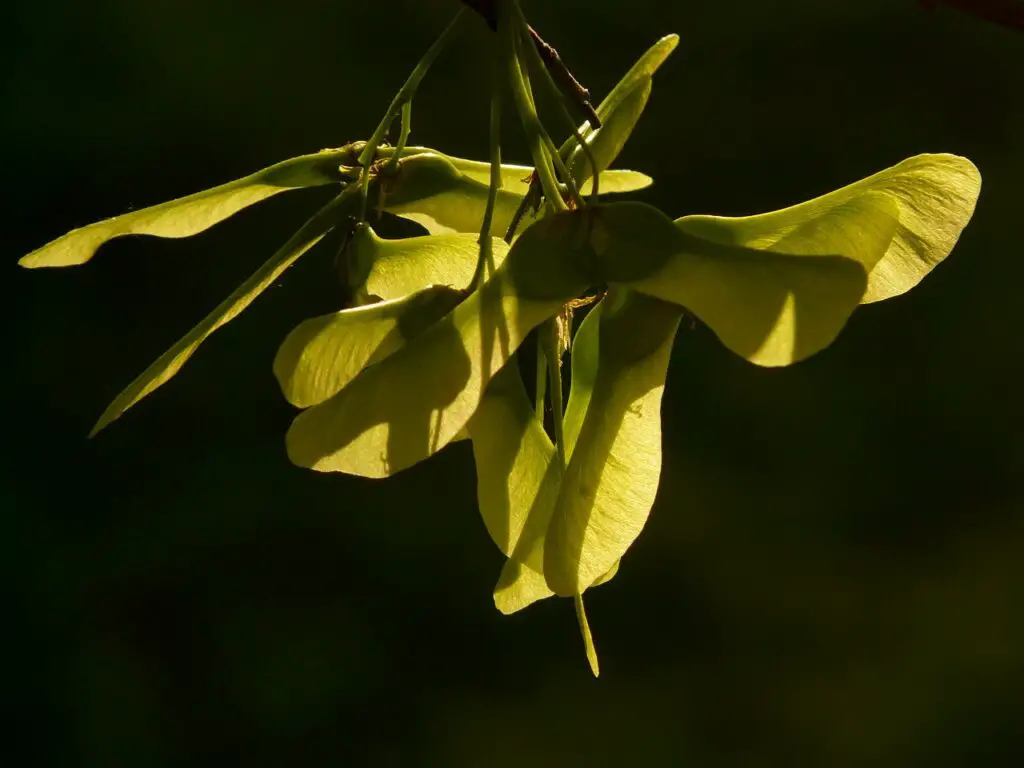 Maple Tree Helicopters