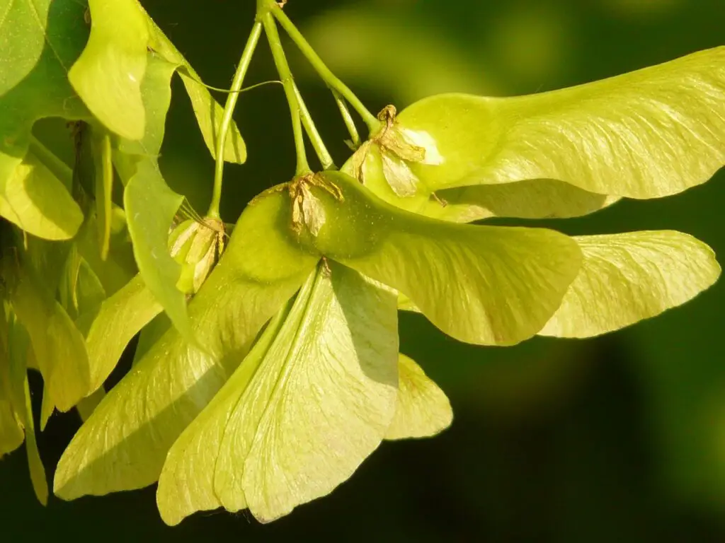 Maple Tree Helicopters