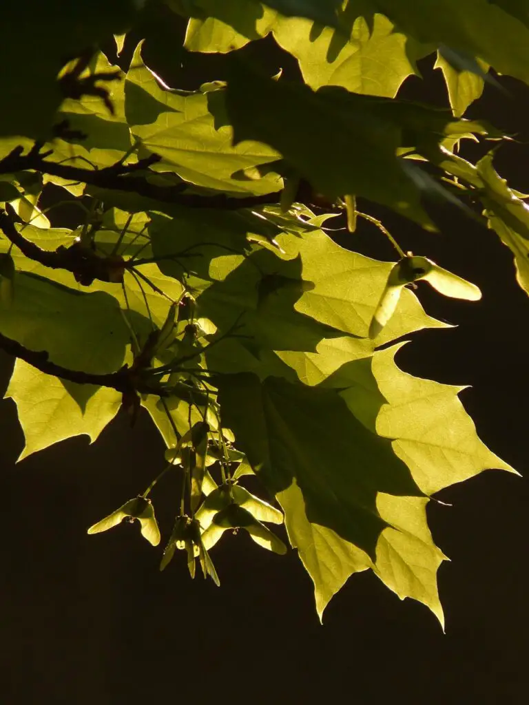 Maple Tree Helicopters