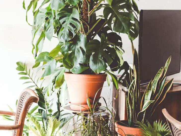 green plants between armchair and flat screen TV