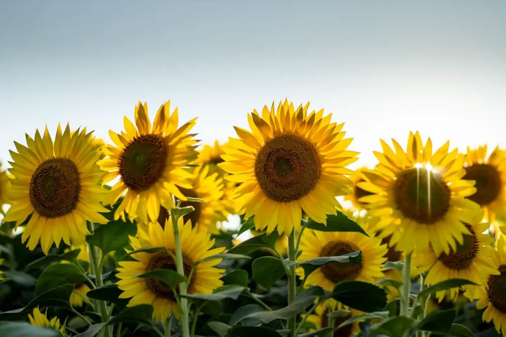 Sunflowers