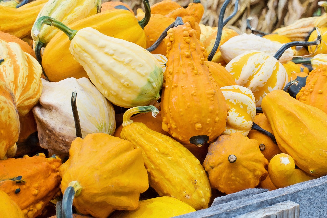 Yellow Squash