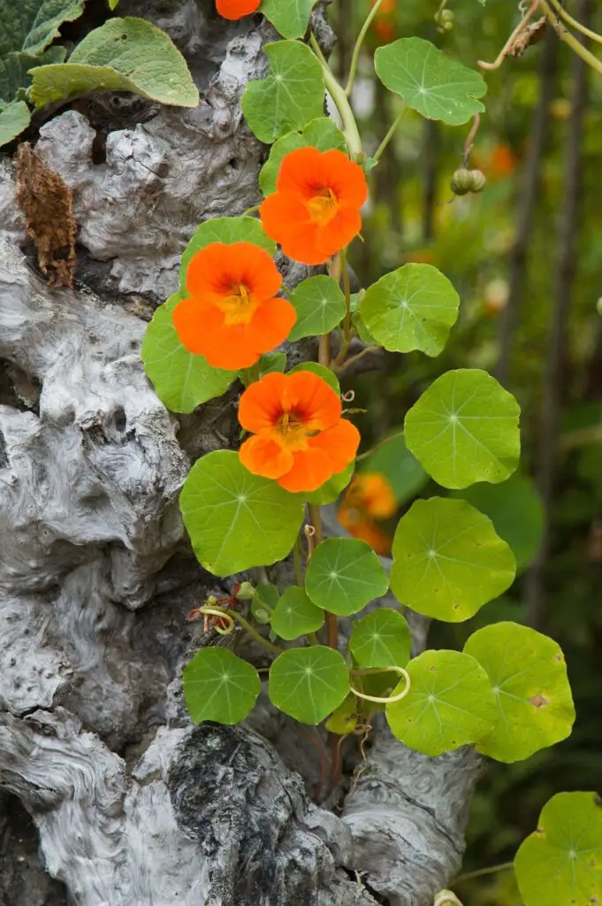 Nasturtiums