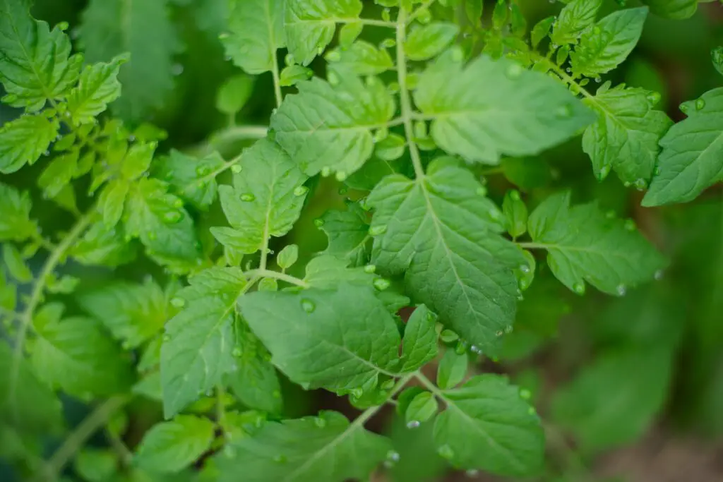 Tomato Leaves Turning Brown