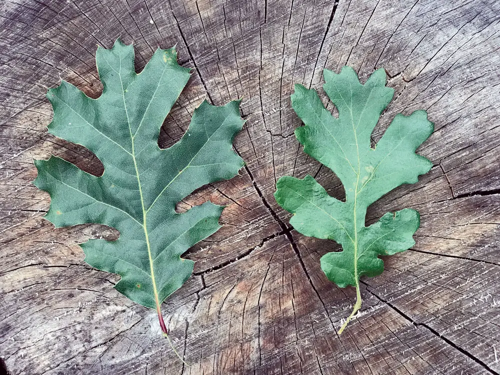 Black Oak Leaves