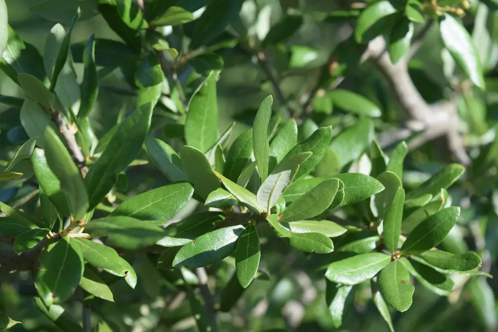 Live Oak Leaves