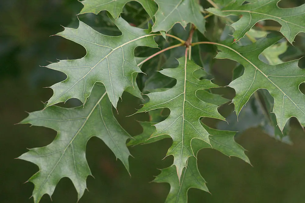 Pin Oak Leaves