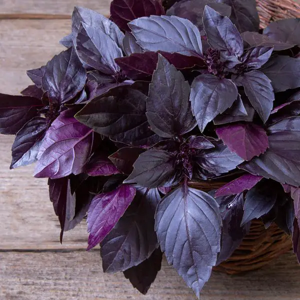 Purple Basil