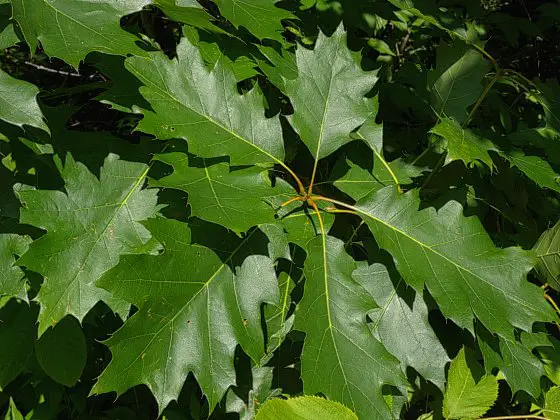 Red Oak Leaves