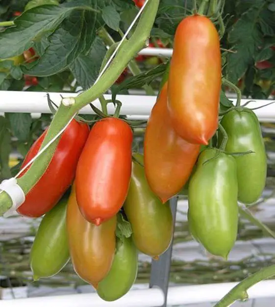 San Marzano