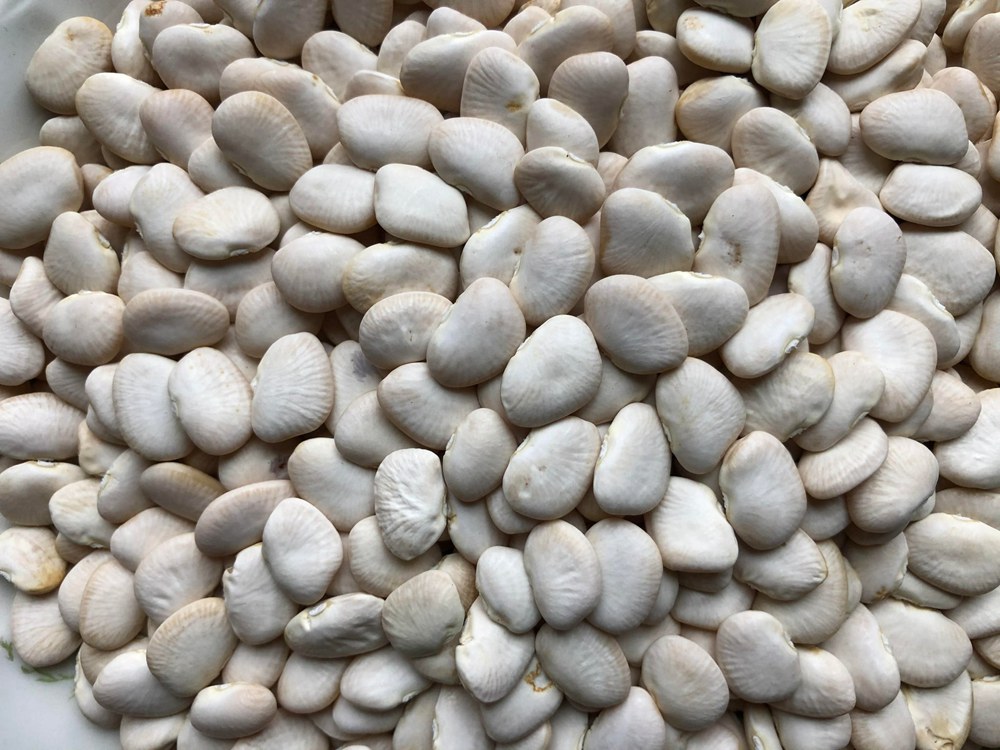 Sieva Beans