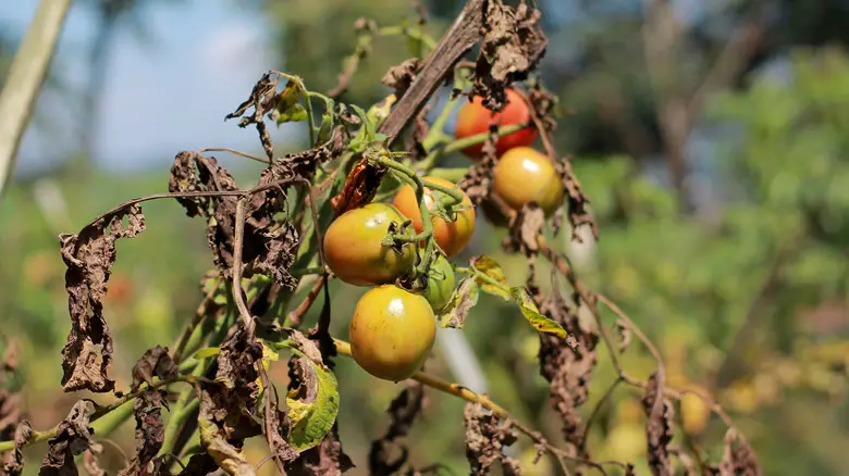 Tomato