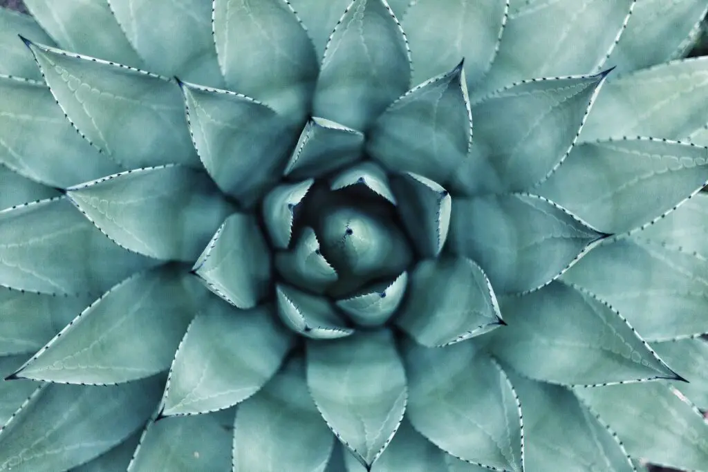 Agave