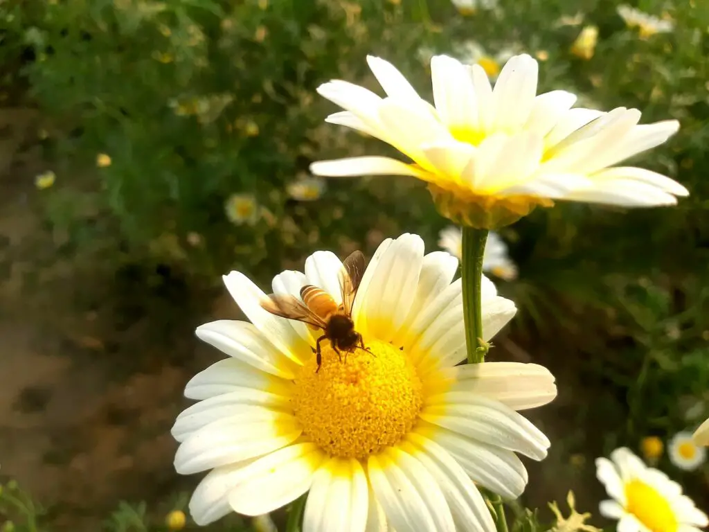 What Temperature Do Wasps Stop Flying? A Comprehensive Guide