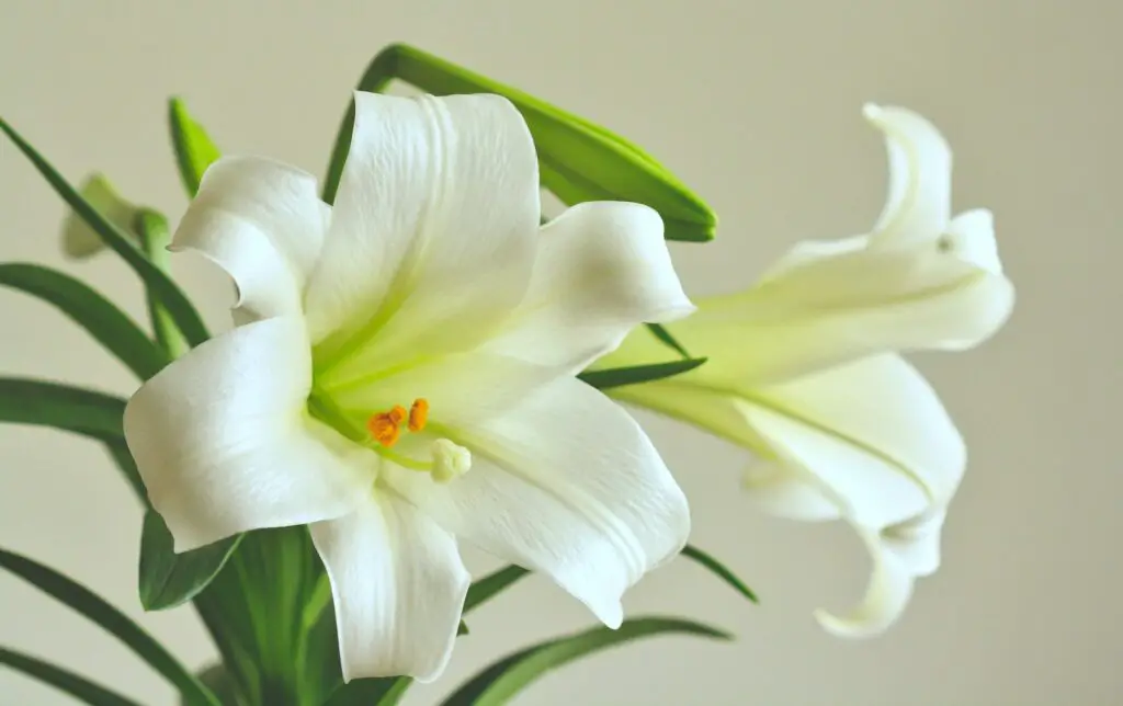 Peace Lilies