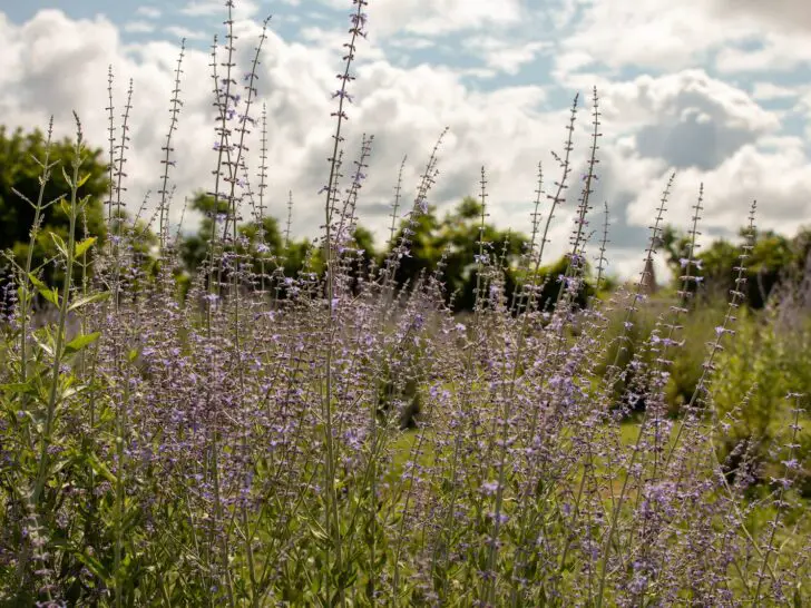 Russian Sage